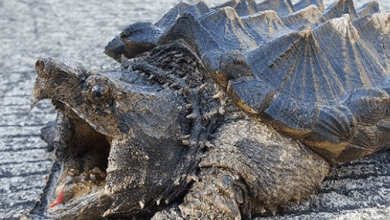 Funny Looking Turtles