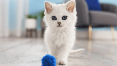 Kitten:3vk2u4adbaq= Cats