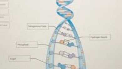 Labeled:Wyuvjtk0at8= Dna Molecule