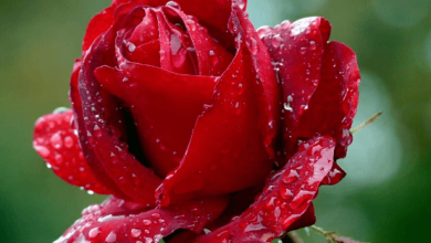 Rose:I9qmojqktok= Flower