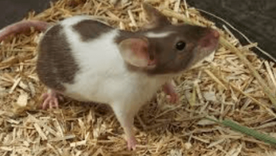 Animal:Yzozt5bfcfa= Mouse