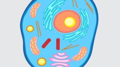 Animal:Z9surbj6cs8= Cells