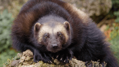 Animal:Lxjjx7snyfs= Wolverine
