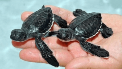 1 https://thedailytribute.com/breaking-the-language-barriers-in-healthcare-how-specialized-medical-translation-services-enhance-patient-outcomes-and-global-health-initiatives/ 2 https://thedailytribute.com/enhancing-retail-space-the-essential-guide-to-using-durable-pegboards-quality-tissue-paper-and-sturdy-clothes-racks-for-merchandising-excellence/