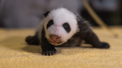 Baby: Wzxqdsra1js= Pandas