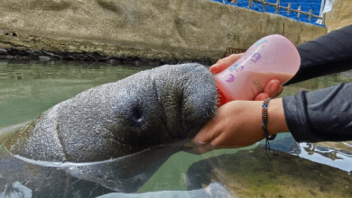 Baby:Wwdx3s5kxpq= Manatee