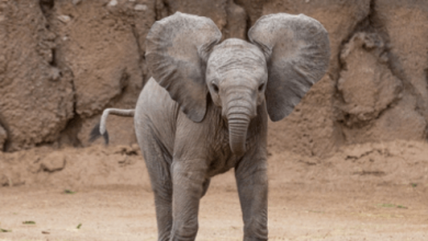 Baby:Et8a6cpompe= Elephants