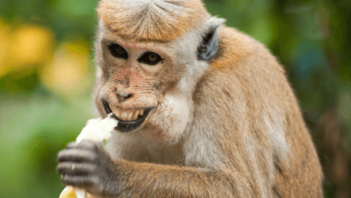 Banana:B4hnuk08dew= Monkeys