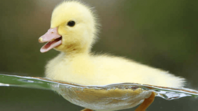 Cute:Mq1dy-Nnlwa= Duck