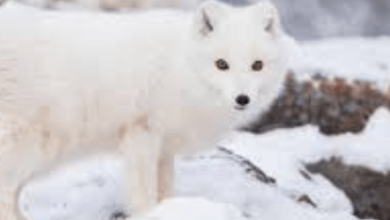 Snow:Z7zek5ou_Aa= Fox