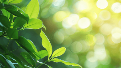 Nature:5nor5a-Vhpg= Background