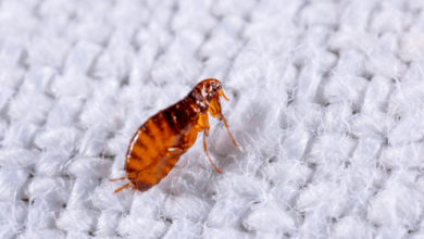 Bed:Dfxcd2_Gslu= Fleas