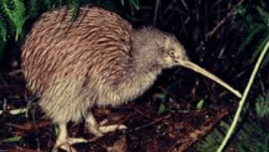 Bird:C27kisjuvsg= Kiwi
