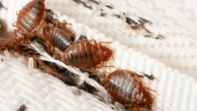 Mattress:4qtehy6tdta= Bedbugs