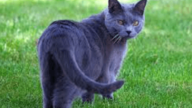 Blue:Fpqcyfhl8c8= Cats