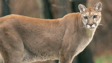 Cat:Mkjtcrssvqc= Puma