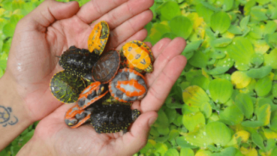 Real Cute Baby Turtle