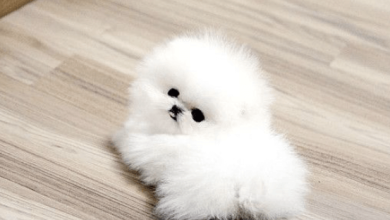 Mini:Vspf48zfklu= Pomeranian