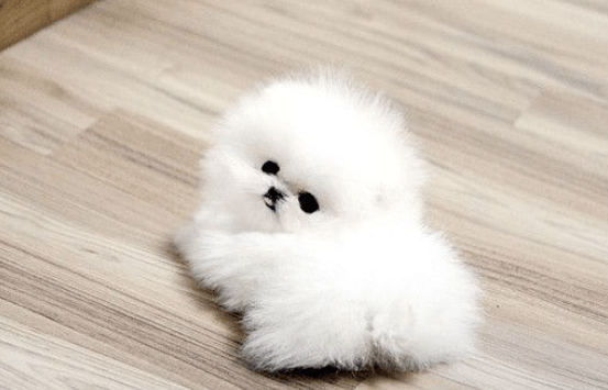 Mini:Vspf48zfklu= Pomeranian