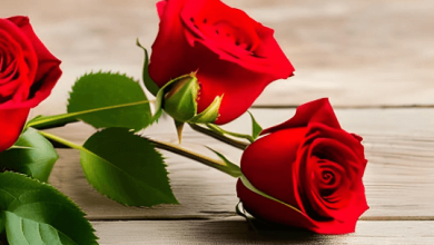 Red:Wfdfypv5c_W= Rose