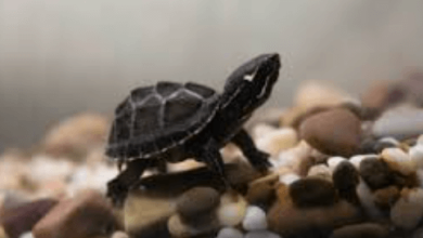 Cute Baby Tortoise