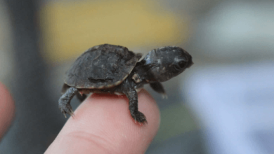 Cute Turtle Real
