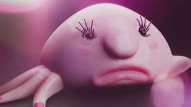 Cute:0xlaxhanoqq= Blobfish