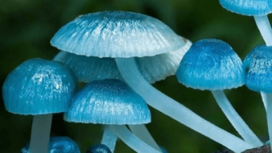 Cute:7ziqkivryto= Mushrooms