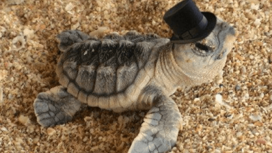 Cute:Famaq2of7wo= Baby Turtles