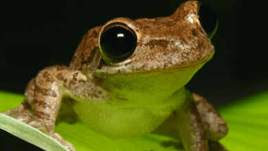 Cute:Ktbbcmo7d78= Frog