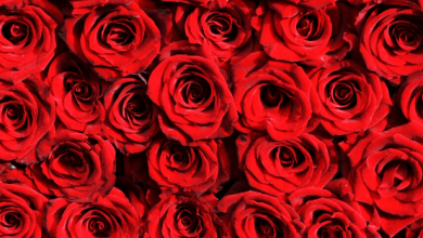 Red:Jxejyinwpbk= Roses