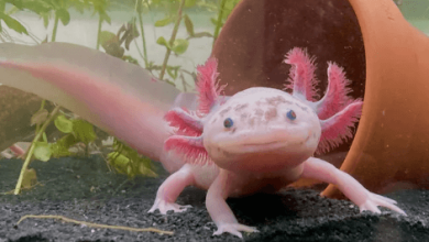 Cute:Dyf8c8wezxm= Axolotl