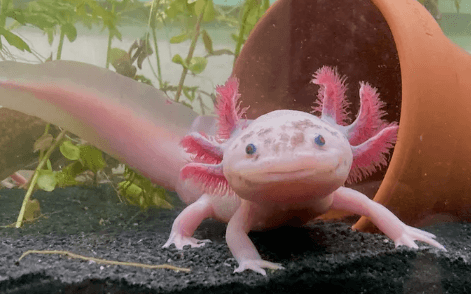 Cute:Dyf8c8wezxm= Axolotl