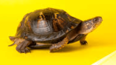 Cutest Turtle Species