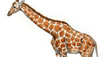 Drawing:Bkjikold4xi= Giraffe