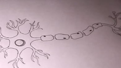 Diagram:Mnbuds3fb-0= Neuron