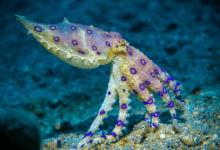 Blue:Caoh_9foefe= Octopus