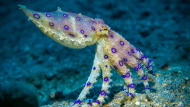 Blue:Caoh_9foefe= Octopus