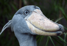 Cute:4k5ne5issfg= Shoebill