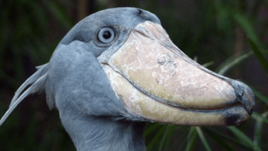 Cute:4k5ne5issfg= Shoebill