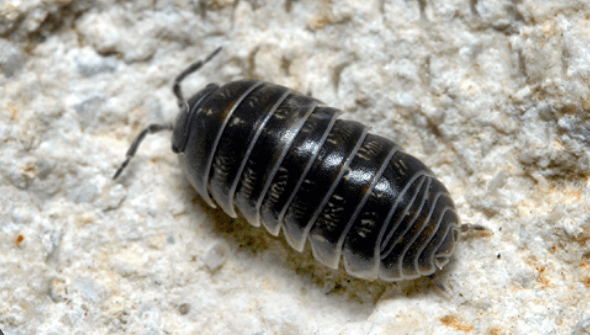 Isopods in the Home and Garden: Benefits, Care, and Species Guide