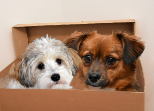 Moving with Pets: How to Keep Your Furry Friends Comfortable