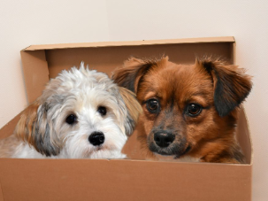 Moving with Pets: How to Keep Your Furry Friends Comfortable