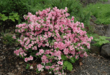 Pink:Ylcvb6erjgi= Azalea