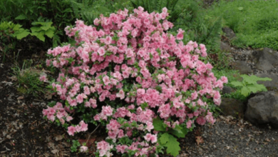 Pink:Ylcvb6erjgi= Azalea