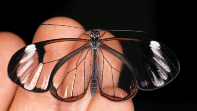 Transparent:Eyzxffn_P7i= Butterfly