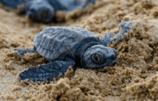 Turtles Cute