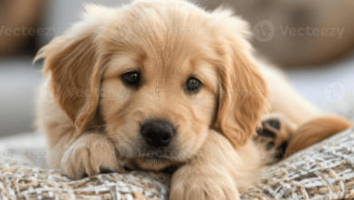 Baby:Tb4srolfdhm= Golden Retriever