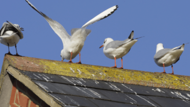 Why Bird Droppings Are More Dangerous Than You Think