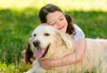 Pitbull:Csqjqewsjog= Dogs